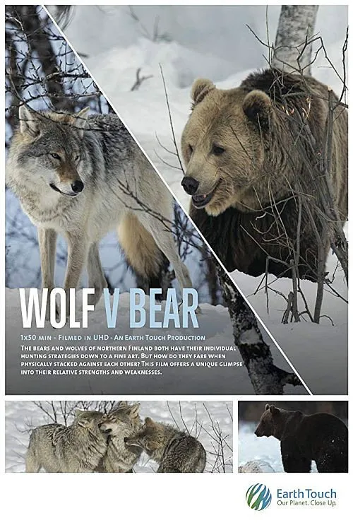 Wolf vs Bear海报