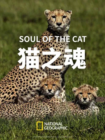 猫之魂海报