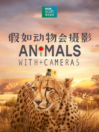 假如动物会摄影海报