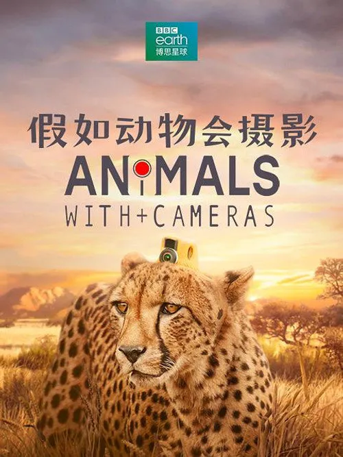 假如动物会摄影海报