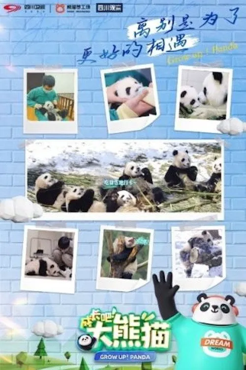 成长吧！大熊猫海报