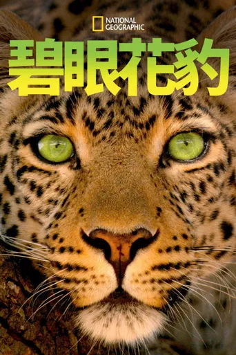 碧眼花豹海报