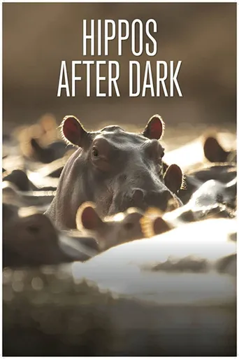 Hippos After Dark海报