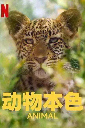 动物本色 第 1 季海报