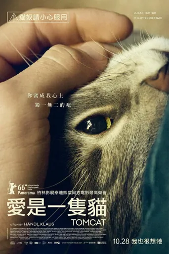 公猫海报