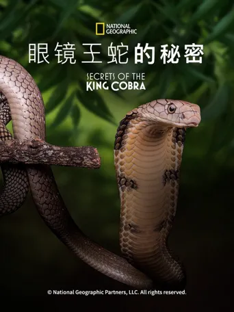 眼镜王蛇的秘密海报