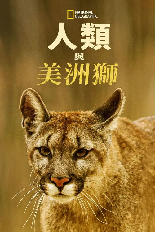 对战美洲狮海报