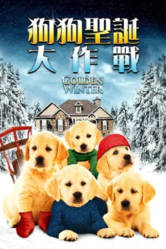 金毛喜迎冬海报