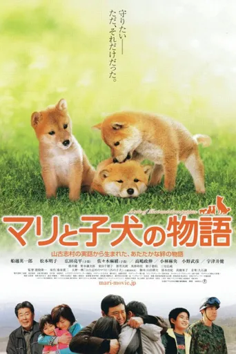爱犬的奇迹海报