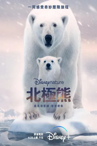 北极熊海报