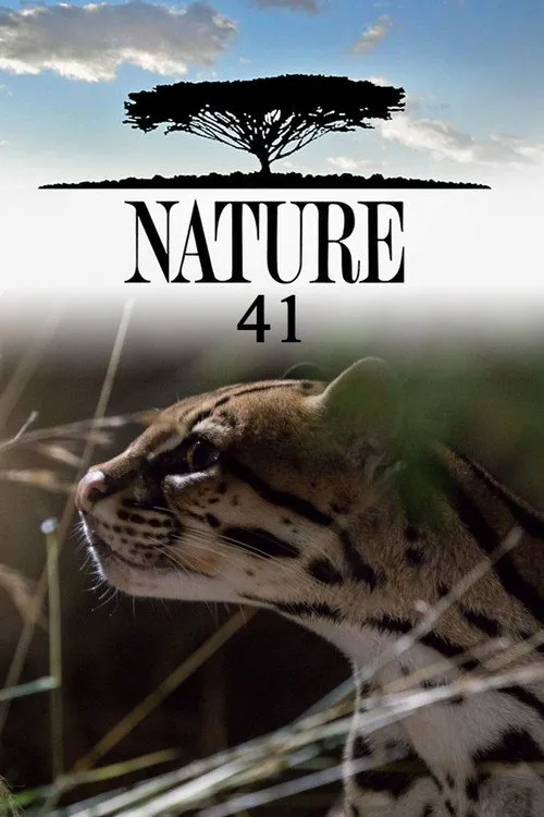 自然 第 41 季海报