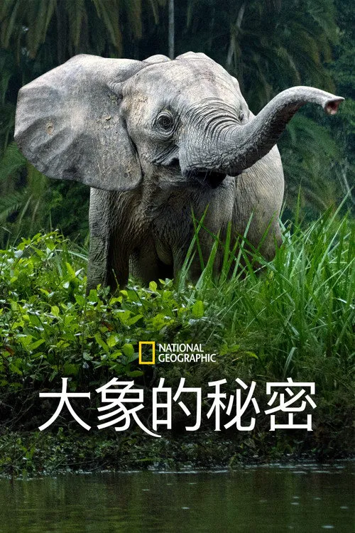 大象的秘密 第 1 季海报