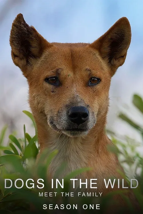 野犬家族海报