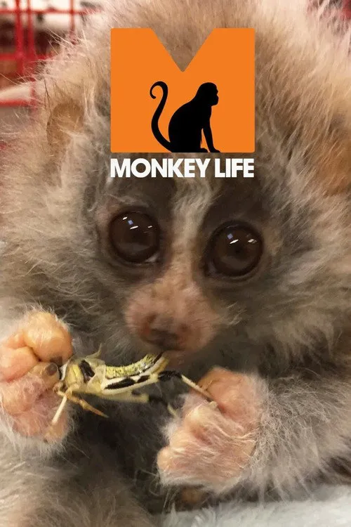 Monkey Life 第 17 季海报