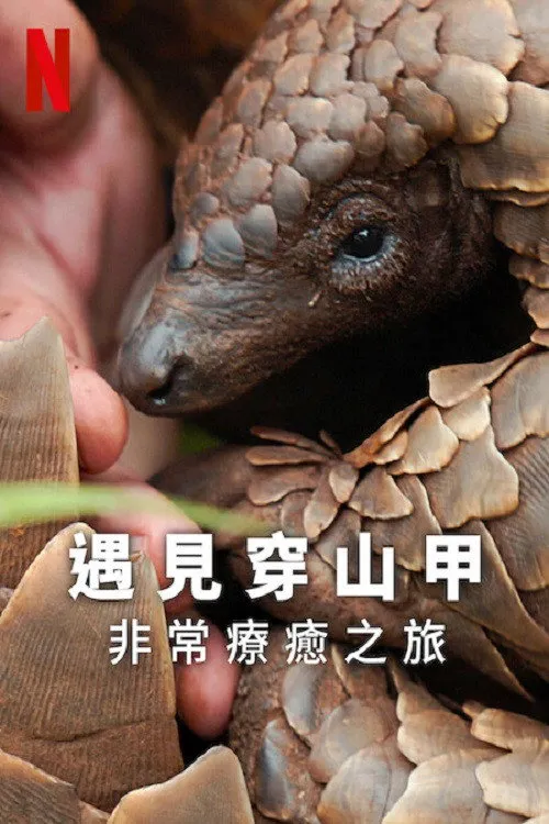 遇见穿山甲：非常疗愈之旅海报