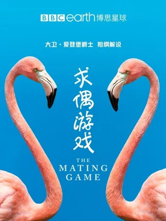 求偶游戏海报