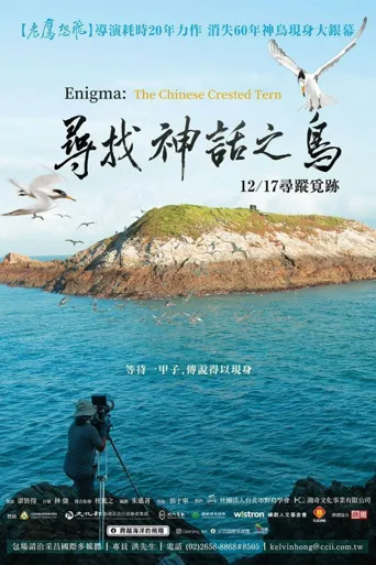 寻找神话之鸟海报
