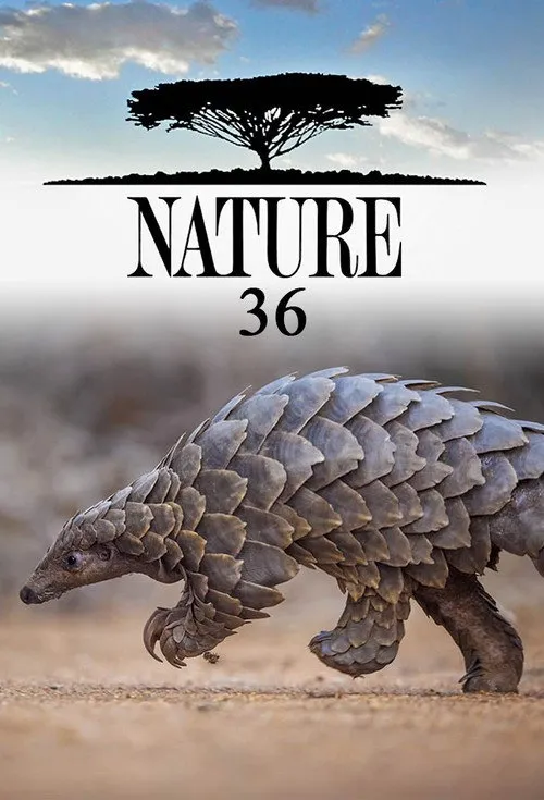 自然 第 36 季海报