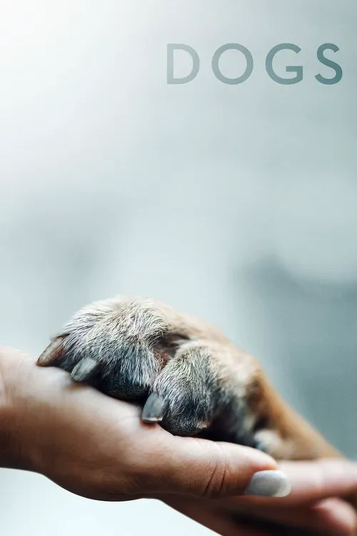 爱犬情深 第 1 季海报